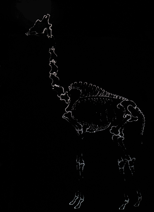 animal skeleton