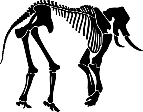 animal skeleton